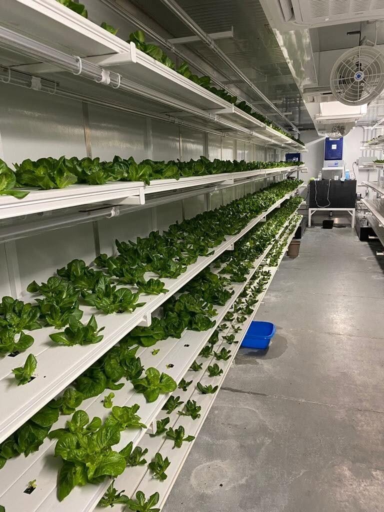 Rows of leafy greens growing in an indoor hydroponic system