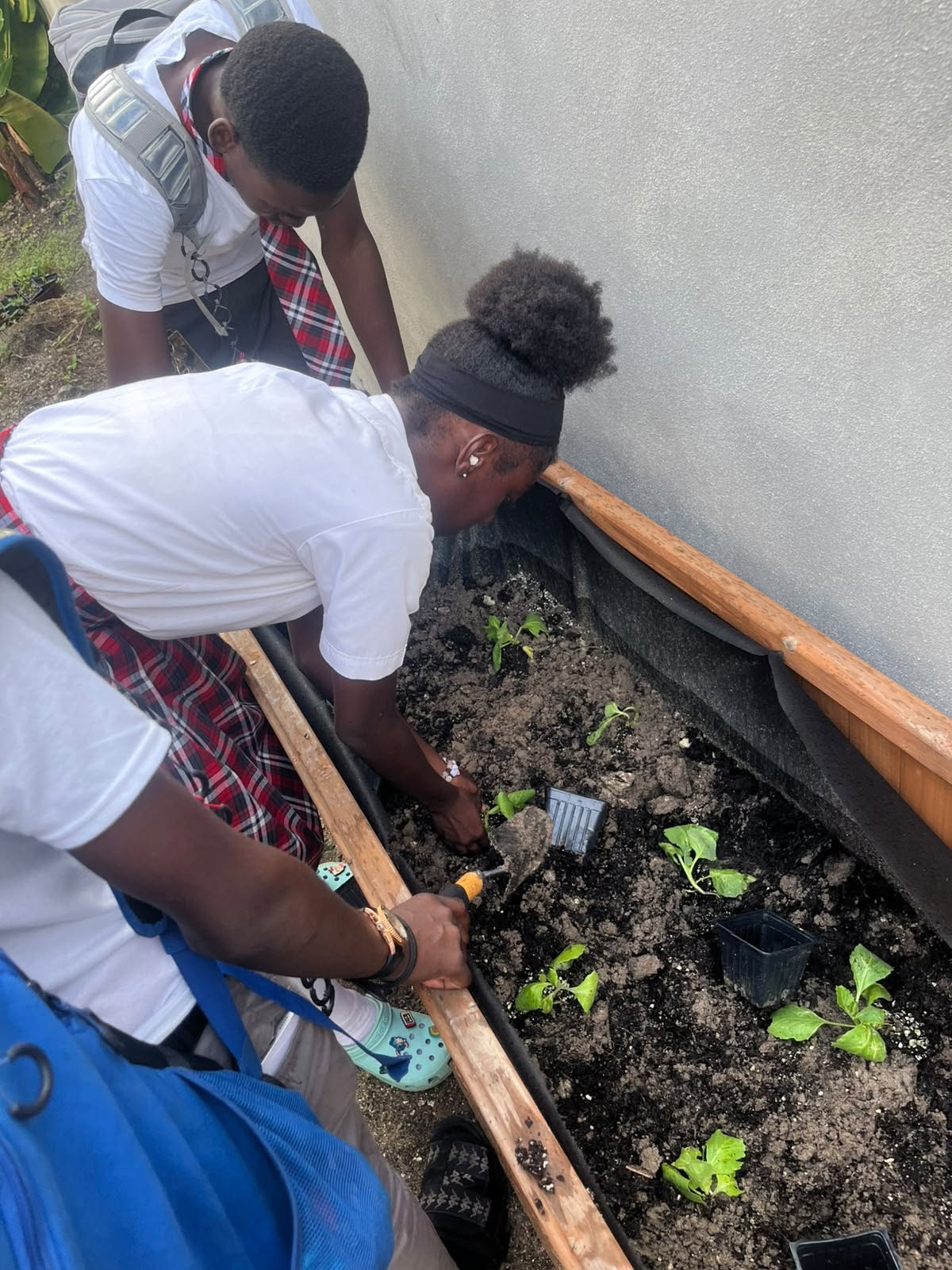 Students planting seedlings in a raised garden bed